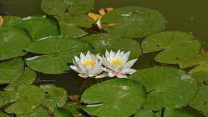Check spelling or type a new query. Lotus Nedir Ozelligi Nedir