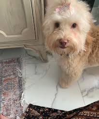 Chai's bath time enthusiasm wanes quickly