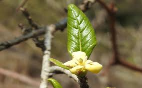 Image result for Catunaregam