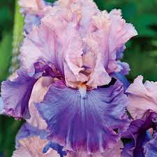 Florentine Silk Bearded Iris Iris Flowers Iris Garden Bearded Iris