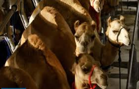 Millie hinkle, nd, is devoted to the research Camel Dairy Hopes To Milk Health Food Market
