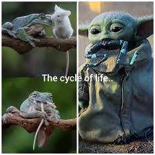 Baby Yoda Frog Mouse Circle Of Life Yoda Meme Star Wars Memes Yoda