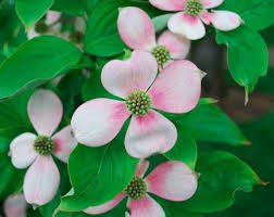 Check spelling or type a new query. Dogwoods King S Gardens Garden Center