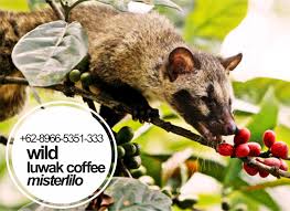 We Are Independent House Of Luwak Liar Coffee From Gayo Sumatra Indonesia Only Collect And Process Specialty Beans From Wild Luwak Not Cages Shipping Acro Luwak