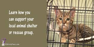 14 Ways To Help Your Local Shelter Or Rescue Group Local Shelters Animal Shelter Animal Shelter Donations