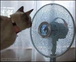 The best gifs are on giphy. 21 Best Gifs Of All Time Of The Week 144 From Best Goat And Best Of The Web Funny Cat Pictures Cool Pets Weird Animals