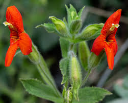 Image result for Erythrococca kirkii