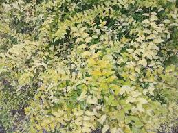 Image result for Phyllanthus paxii