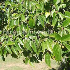 Image result for Celtis zenkeri