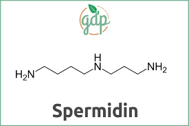 Spermidine is a polyamine compound (c7h19n3) found in ribosomes and living tissues, and having various metabolic functions within organisms. Spermidine Guide Tips Tricks Product Recommendation