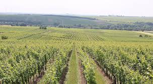 Christmann, reichsrat von buhl, knipser, philipp. Weingut Wittmann Online Shop Der Weinmakler De