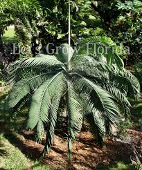 Image result for Craterispermum