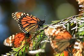 Monarch Butterfly Con Imagenes Mariposa Monarca Monarcas Grandes Lagos