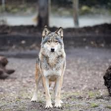 Are Wolves A Threat To Colorado Hikers Outthere Colorado