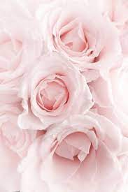 In addition to this practical aspect, however their artistic effect should not be underestimated: Log In Tumblr Pink Flowers Pink Roses Pretty Flowers