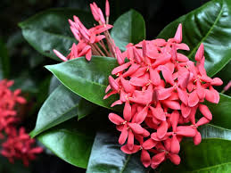 Image result for Ixora coccinea