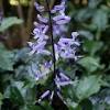 The best plants that bloom all summer: 1