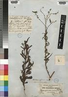 Image result for Heliotropium zeylanicum