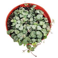 Image result for Ceropegia breviflora