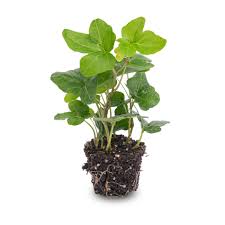 Image result for Hedera