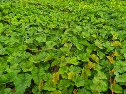 Image result for Merremia emarginata