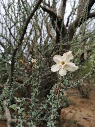 Image result for Sesamothamnus lugardii