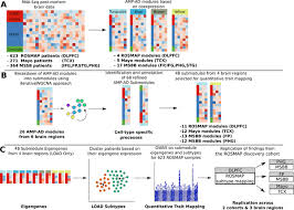 List of 7 best msbb meaning forms based on votes. Plos Genetics Transcriptomic Stratification Of Late Onset Alzheimer S Cases Reveals Novel Genetic Modifiers Of Disease Pathology