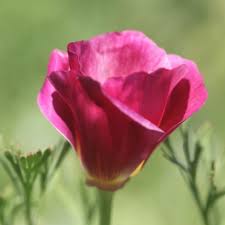 Image result for Eschscholzia