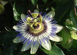 Comment Cultiver La Passiflore Bleue Conseils De Jardinage En 2020 Passiflore Bouture Passiflore Plante Grimpante