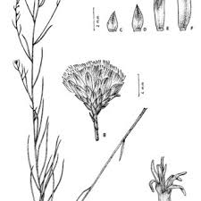 Image result for Vernonanthura polyanthes