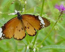 Image result for Syncolostemon bracteosus