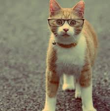 Gozluklu Kedi Cat Pretty Cats Cute Cats Crazy Cats