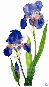 Pin By Raffaella Zanetello On A Brush And Contemporary Botanical Flower Art Painting Watercolor Flowers Iris Painting