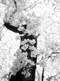 Black And White Cherry Blossom Tree Tattoo Pin On It S All White