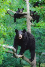 Black Bear Population By State Black Bear Family American Black Bears Are Only Found In North America With A Est Population Of Black Bear American Black Bear Animals Beautiful