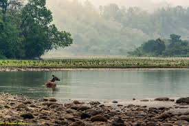 Image result for Sopubia ramosa