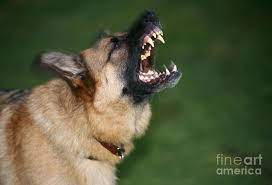 In 1922, duncan was a founding member of the shepherd dog club of california, based in los angeles. Snarling German Shepherd Dog By John Daniels In 2021 German Shepherd Dogs Shepherd Dog German Shepherd