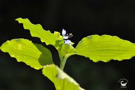 Image result for Commelina bracteosa
