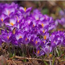 100x Sementes De Cores Crocas Sativus Flor Flores Bulbos Acafrao Pegar Spice Organico Ebay Saffron Flower Bulb Flowers Crocus