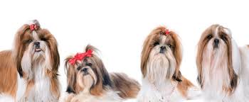 Male shih tzus are more massive than female shih tzus. The Top 8 Shih Tzu Haircuts And Styles Spiritdog Training