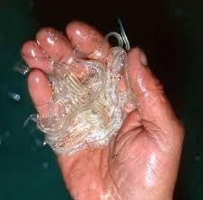 Civelles is currently not in our dictionary. Les Pecheurs De Civelles De Saint Valery Sur Somme Condamnes