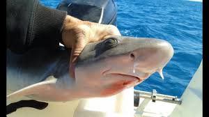 Whiskery Shark On A Shimano Sedona C5000 Fishing Adventure Shark Fish