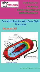 Bacterial Cell Cell Biology Complete Revision And Exam Style Questions Answer Cell Biology Biology Middle School Science Experiments