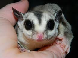 10 Reasons Why Sugar Gliders Should Not Be Kept As Pets Pethelpful By Fellow Animal Lovers And Experts