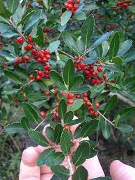 Yaupon Holly Google Search Medicinal Plants Native Plant Gardening Plants