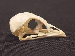 Grouse Skull Real Bird Bone Animal Part For By Chimeracurio 24 00 Bird Bones Bird Skull Skull