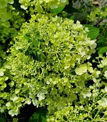 Image result for Basella paniculata