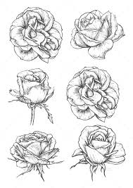 Blooming Rose Flowers And Buds Sketches Rose Sketch Roses Drawing Flower Sketches