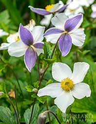 Image result for Anemone transvaalensis