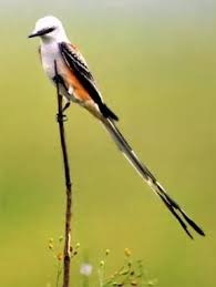 Birds Of Prey Texas Hill Country Pin On Texas Birds